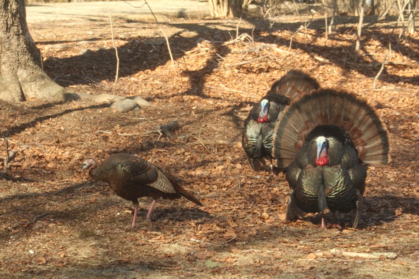 testing bird feeders offers a front-row seat to the rituals of local...