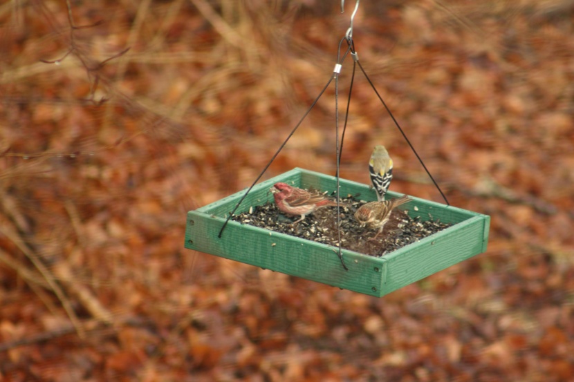 bird feeder - on a rainy day seeds held in the woodlink get wet. and the mesh...