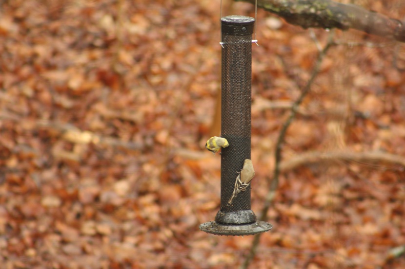 bird feeder - targeted feeders that only use one type of feed, like the nyjer...