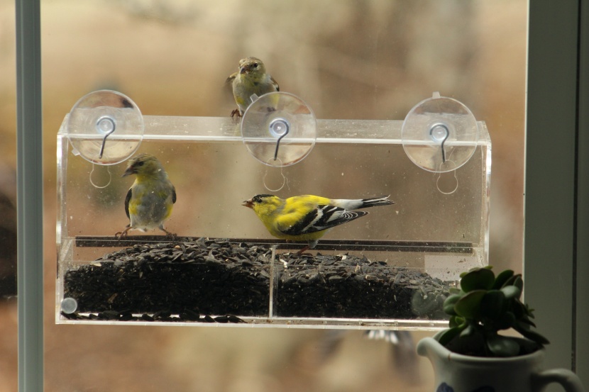 many birds waiting for an opening tried landing on the slick plastic...