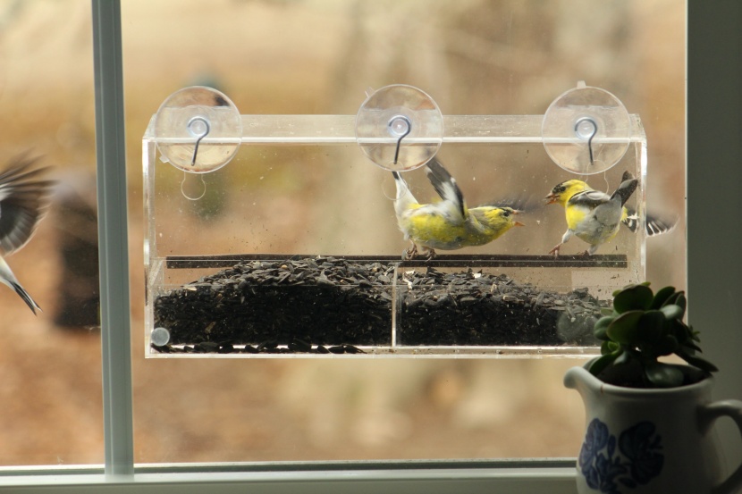 the nature's hangout feeder gives you an up close view of nature's...