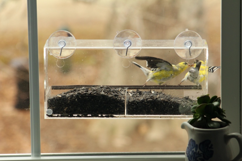 if you place it by your office window, as we did, the antics can be...