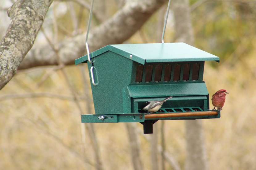 bird feeder - the bestnest&#039;s wooden perch is counterweighted by the bar behind the...