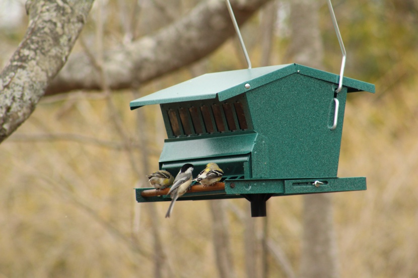 bird feeder - the bestnest feeder receives a lower score in bird friendliness...