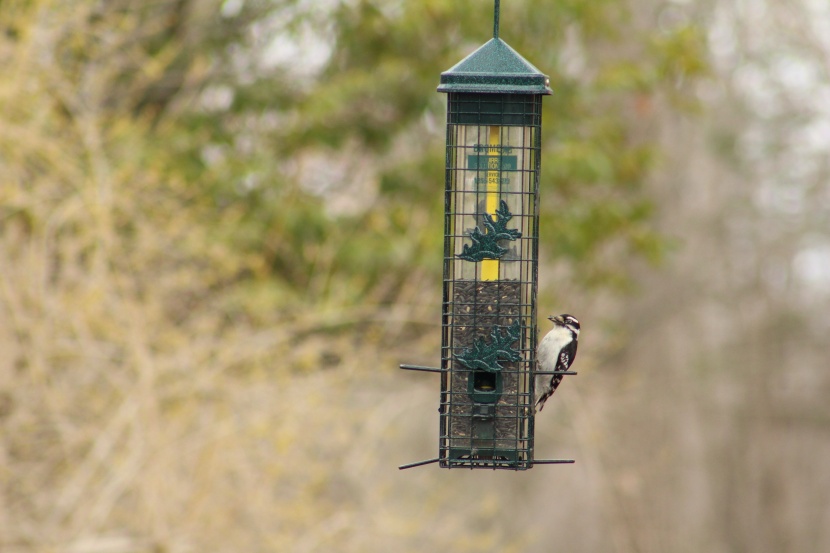 bird feeder - the cage around the squirrel solution200 keeps squirrels out and...