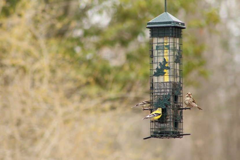 bird feeder - the squirrel solution200 provides perches by each of six feeding...