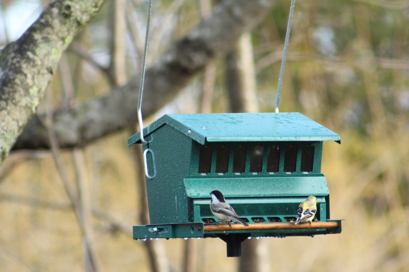 bird feeder - the bestnest feeder is one of the most expensive options in the...