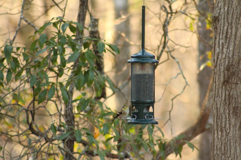 bird feeder - the brome squirrel buster standard&#039;s outer metal mesh takes longer...