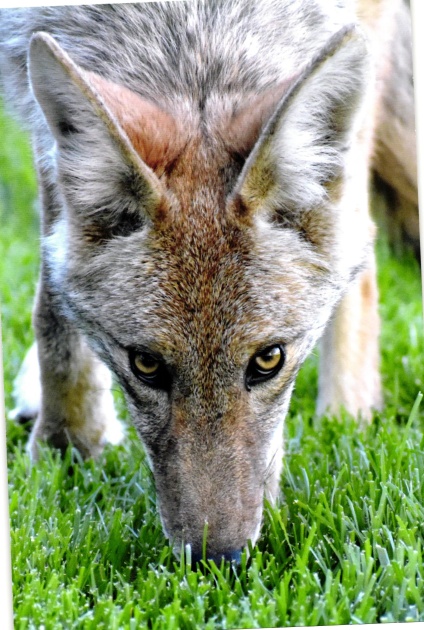 canon offers sharp imaging.