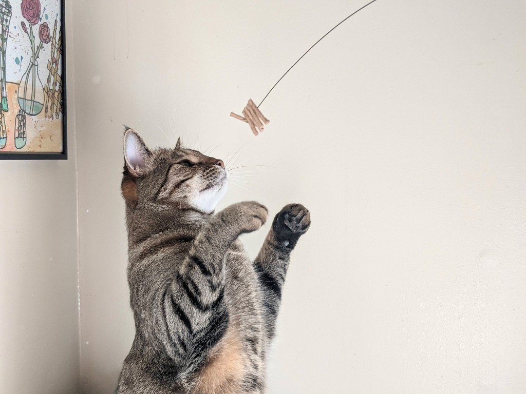 The 5 Best Cat Toys