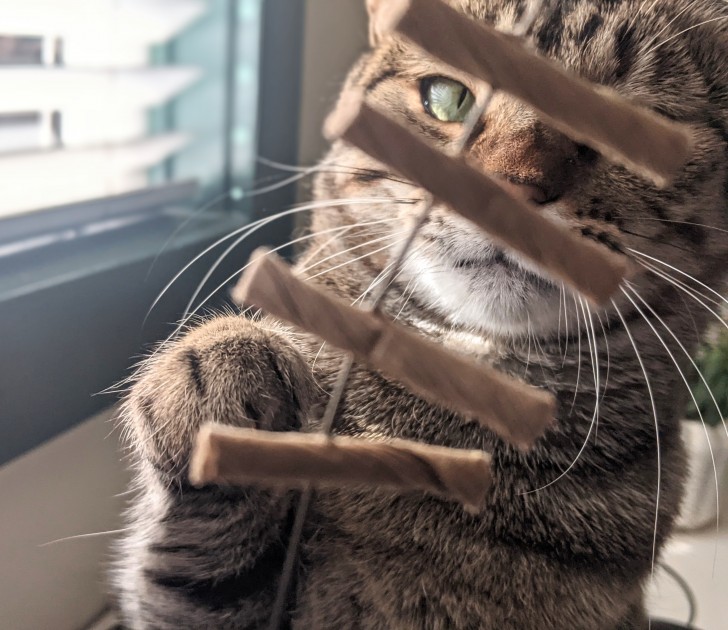 cat toys - our tester cat is enraptured by the cardboard pieces on the cat...