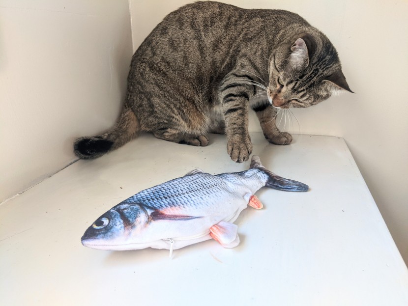 cat toys - the potaroma flopping fish was curiously swatted at mostly with its...