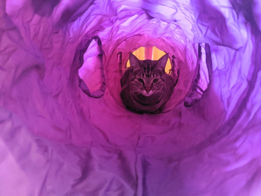 cat toys - our cat loved hiding and napping in the magic mewnicorn; she also...