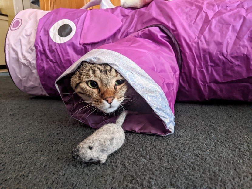 cat toys - placing your cat&#039;s favorite toys outside of the smaller tunnels is...