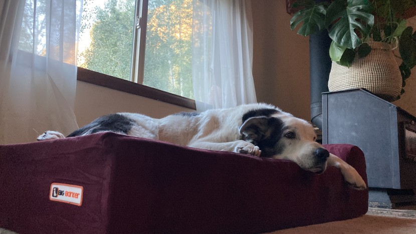 dog bed - 80-pound ophelia rests her bones on the smallest size of the big...