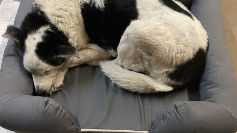 ophi is usually a fan of rectangular beds without bolsters; however...