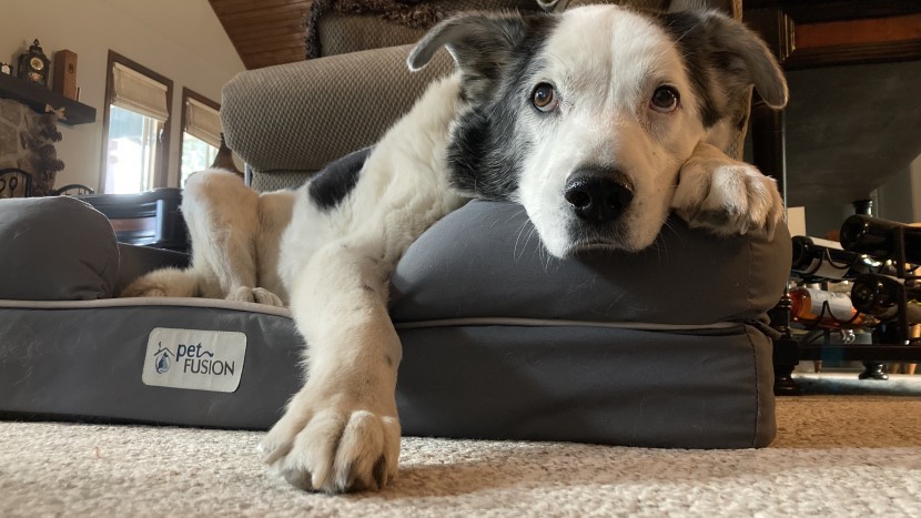 dog bed - this little angel is pushing the limit for a large bed; ophi is...