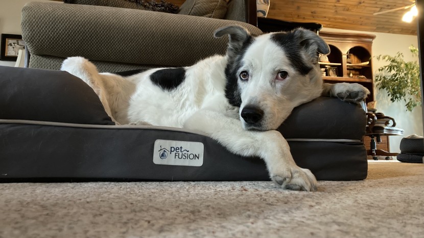 dog bed - comfortable and well-made, the petfusion is on the firmer side but...