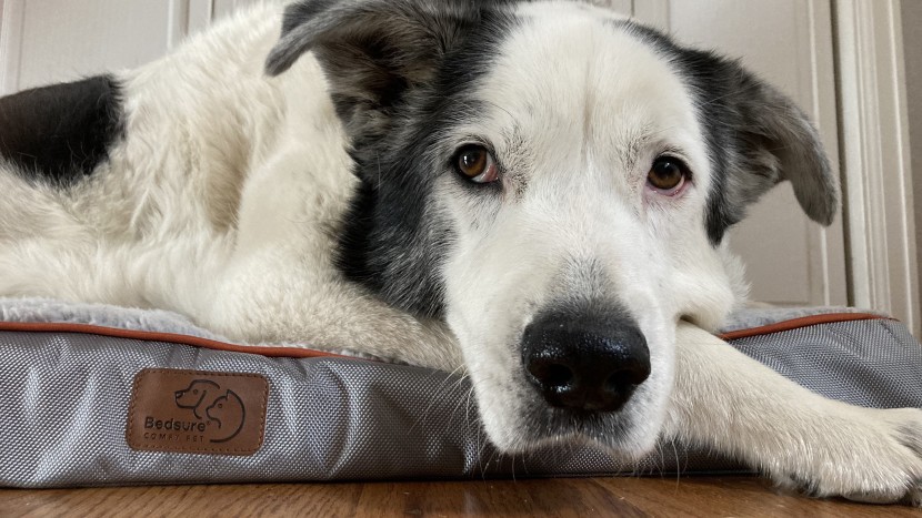 dog bed - ophi&#039;s favorite beds are rectangular-shaped because they allow her...