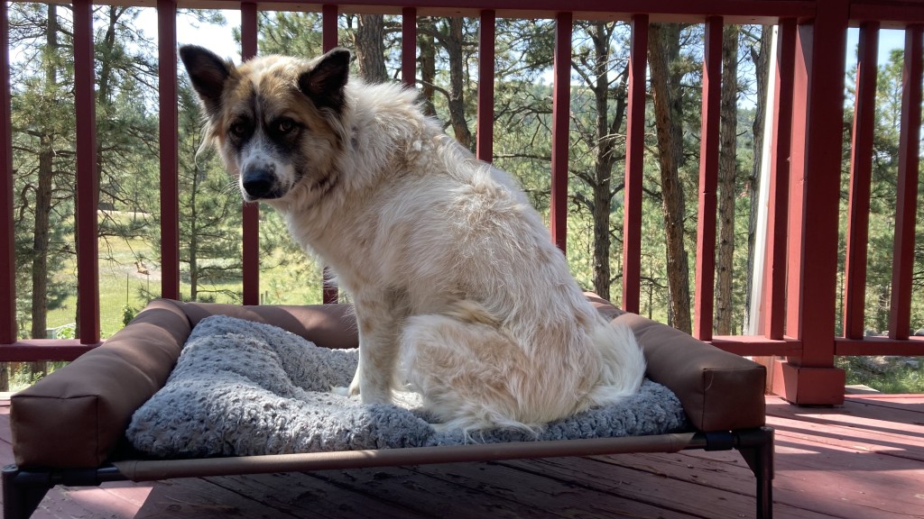 dog bed - daisy mae enjoys the extra warmth of the 36&quot; midwest homes bed on...