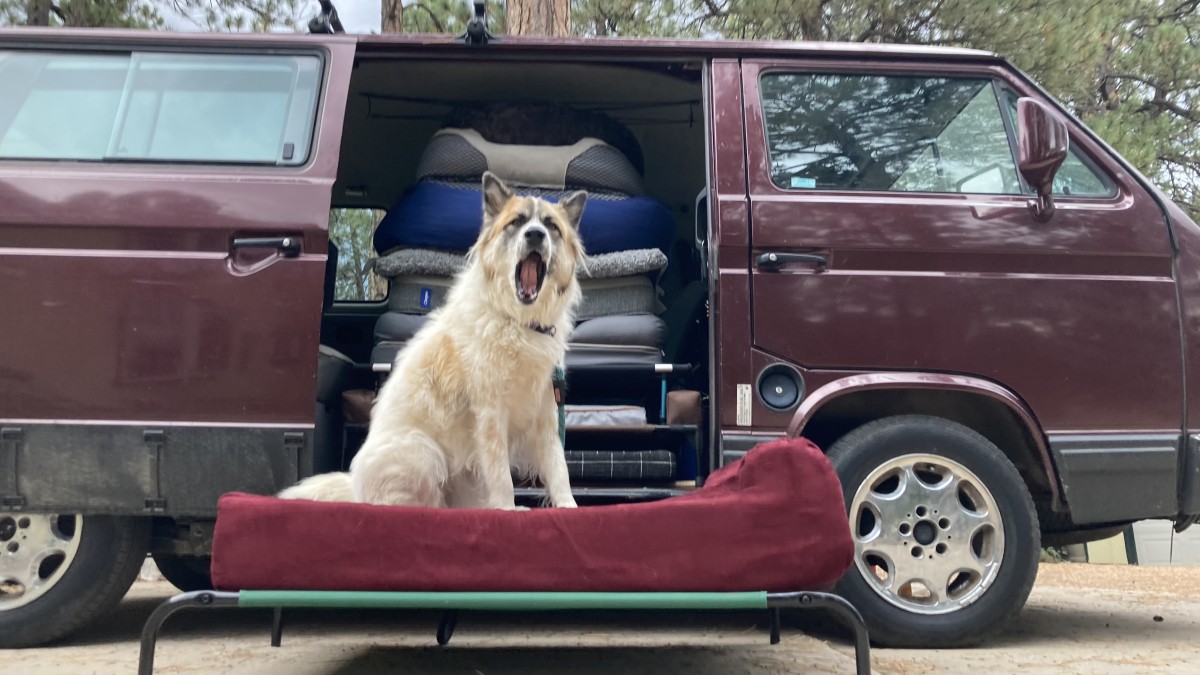 Best Dog Bed Review