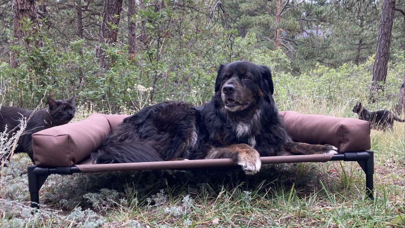 dog bed - geneva, a 60-pound bernese/border collie mix, found the large...
