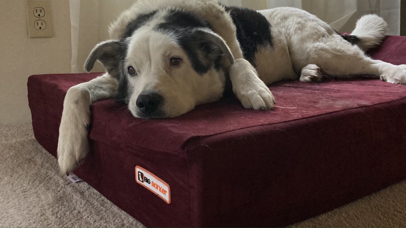 dog bed - ophelia is 80 pounds and almost 13 years old - the big barker...