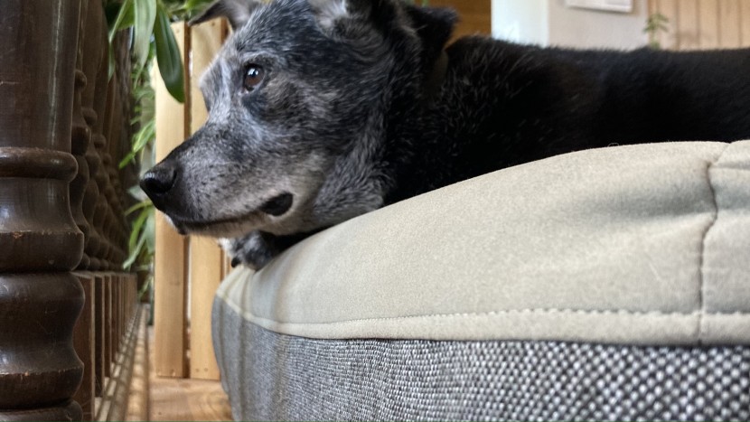 mumi is a dog who we thought needed high bolsters but she found the...