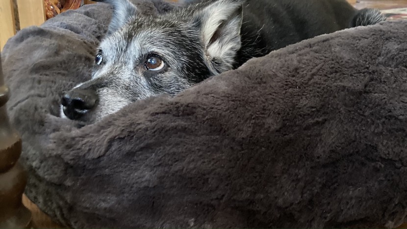 dog bed - at 30 pounds, mumi was our smallest tester dog and felt safest...