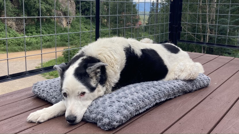 dog bed - ophelia prefers the plush fabric on the midwest bed over the hardwood.