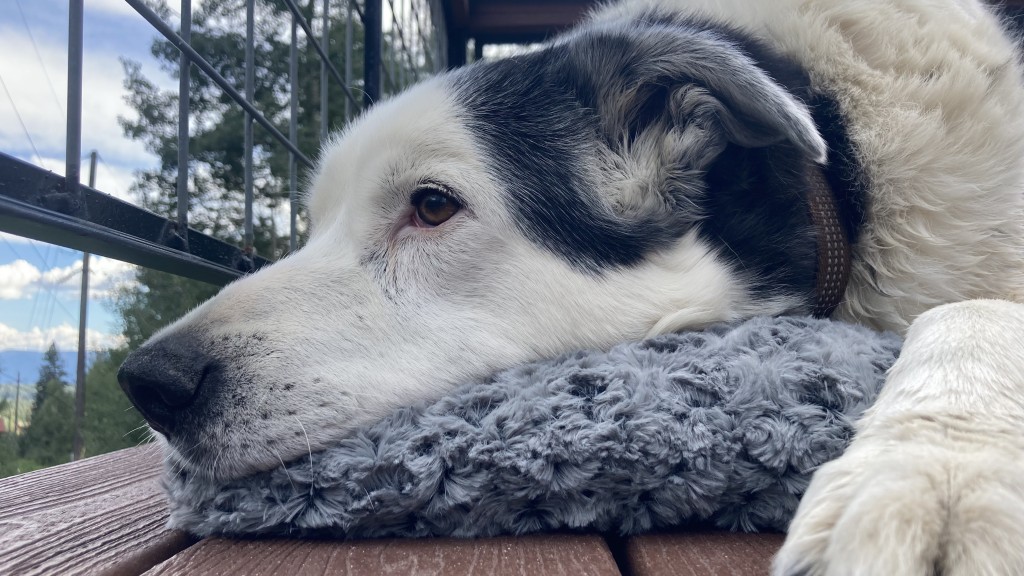 dog bed - ophi enjoys lounging on soft things, and this midwest homes deluxe...