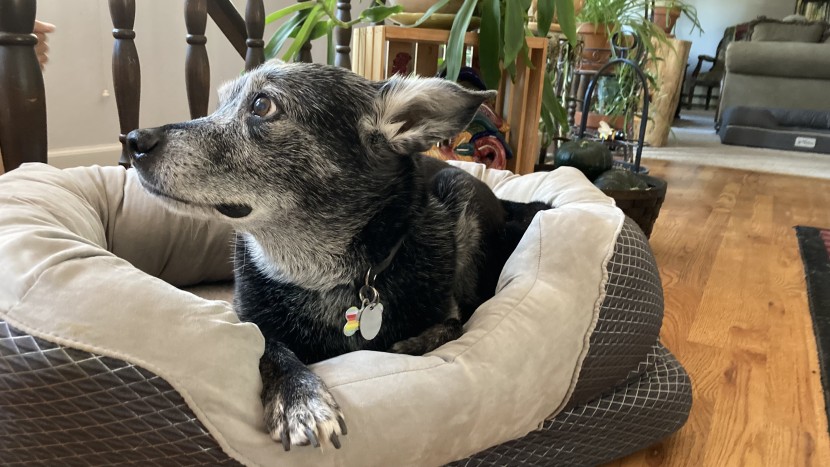 dog bed - the barksbar orthopedic has multiple textures that feel great and...