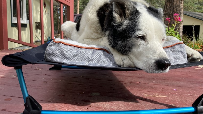 dog bed - ophi enjoys the softness and warmth of the bedsure orthopedic on top...