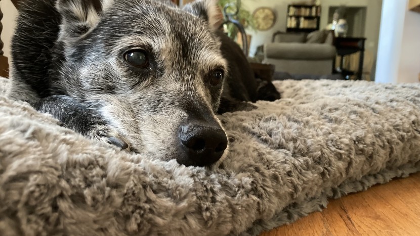 dog bed - mumi enjoys lounging on soft things, and this midwest homes deluxe...