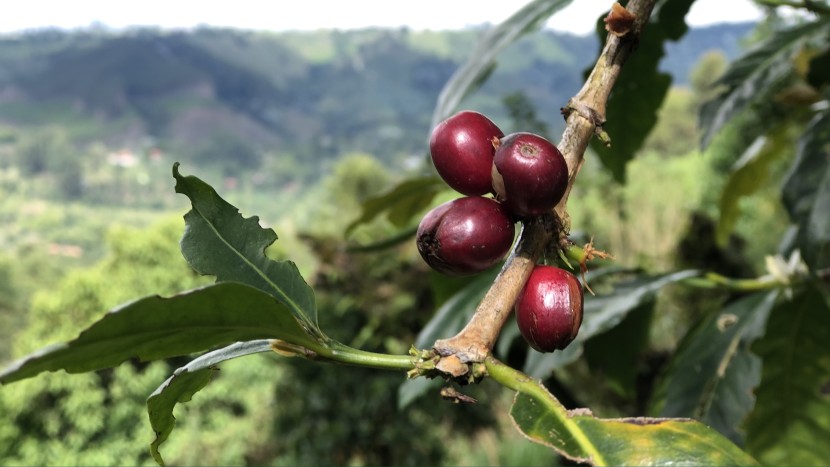 pour over coffee maker - we took our durability testing into the coffee fields of colombia.