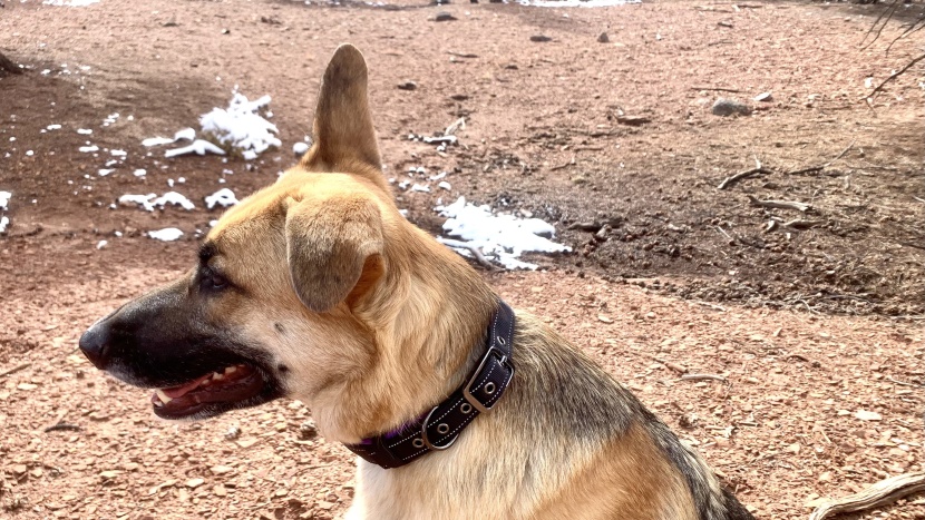 dog collar - the metal grommets, steel buckle, and thick material of the black...