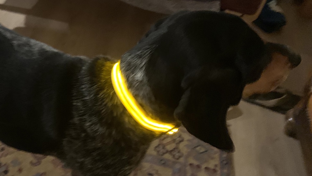 8 best dog collars 2023, tried and taken for a test run