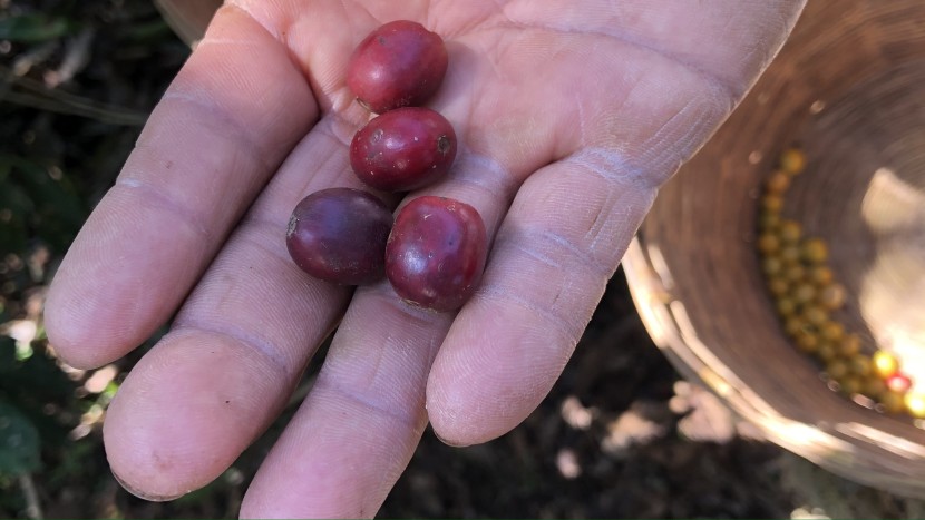 pour over coffee maker - our lead reviewer currently sources and roasts coffee from cauca...