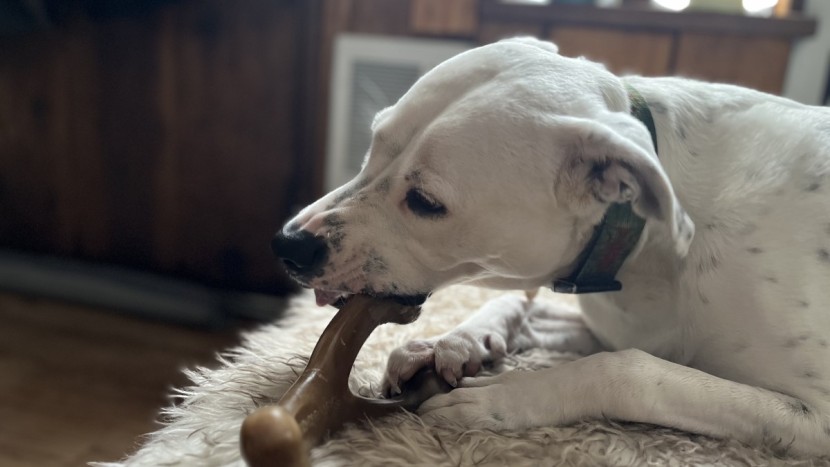 dog toy - the benebone wishbone is a synthetic toy that gives dogs the feeling...