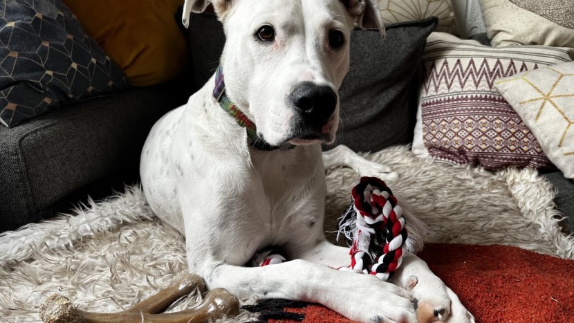 dog toy - rope toys like the mammoth pets rope tug are often affordable and...