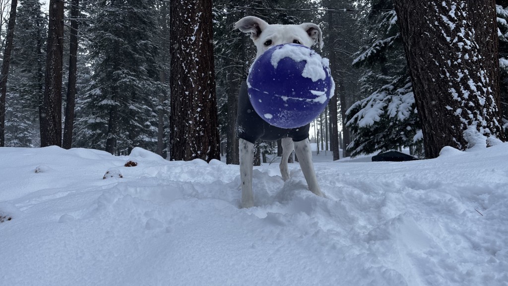 dog toy - the jolly pets tug-n-toss provides hours of hilarious entertainment...