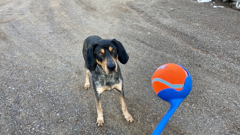dog toy - the chuckit! ultra ball launcher is perfect for high-energy dogs...