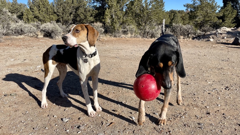 dog toy - the hounds found the jolly pets tug-n-toss to be a very fun and...