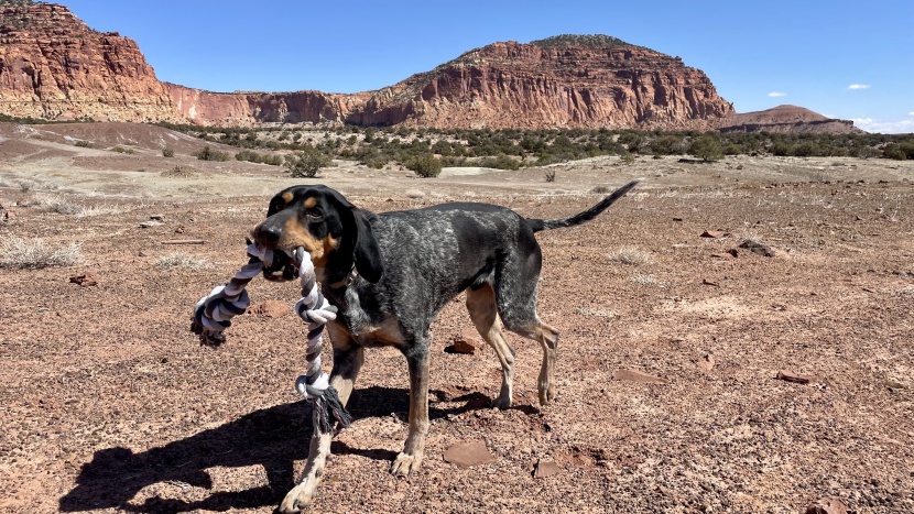dog toy - broadus immediately took a liking to the feeko rope toy and carried...