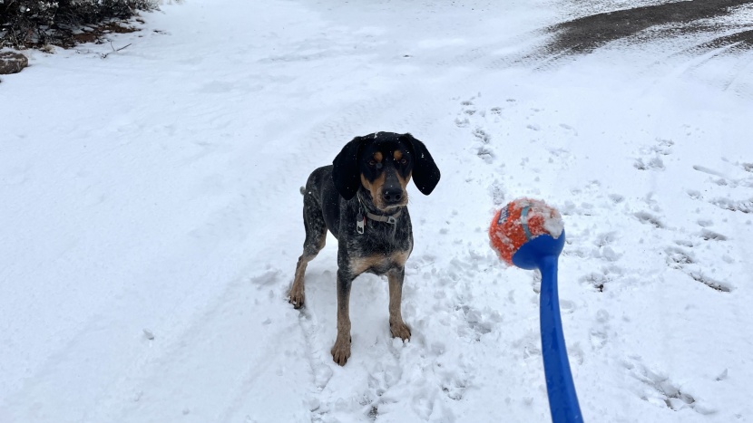 broadus can't get enough of the chuckit! ultra ball launcher.