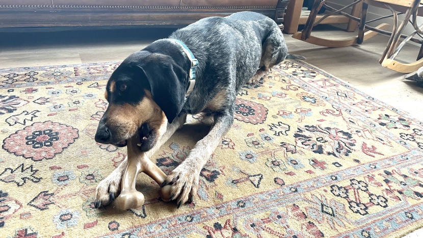 dog toy - the benebone wishbone is meant for hours of constant chewing either...