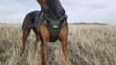 Thumbnail photo of Auroth No Pull Harness