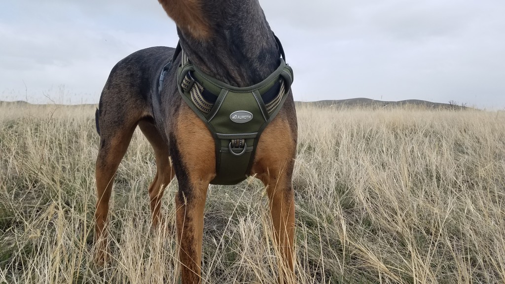 The 4 Best Dog Harnesses Of 2025 Tested Rated 491498 31084 XL