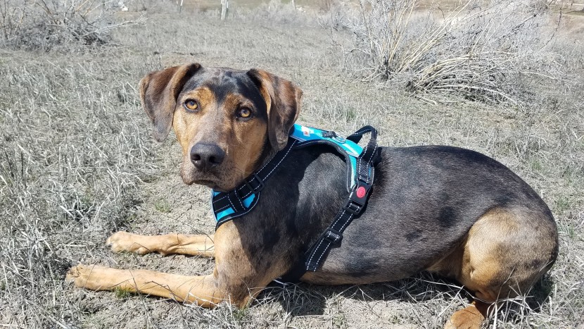 dog harness - the babyltrl oxford no pull harness is so light and unrestrictive...