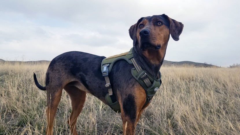 dog harness - the auroth no pull dog harness is ergonomic, comfortable, versatile...